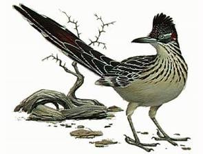 QC Roadrunners